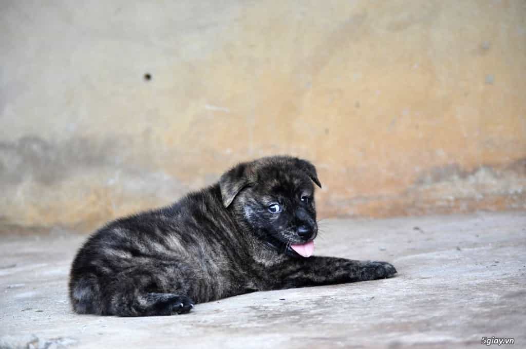 Mua chó Mông Cộc tại các hộ dân