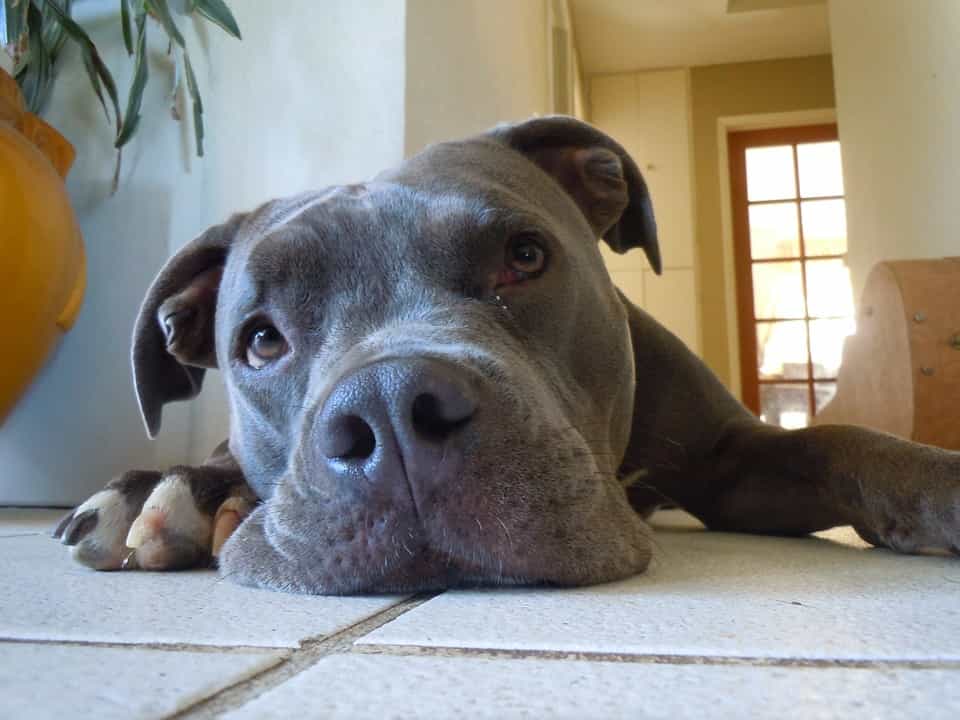 Bạn có thể lựa chọn Sieupet nếu muốn mua chó Pitbull