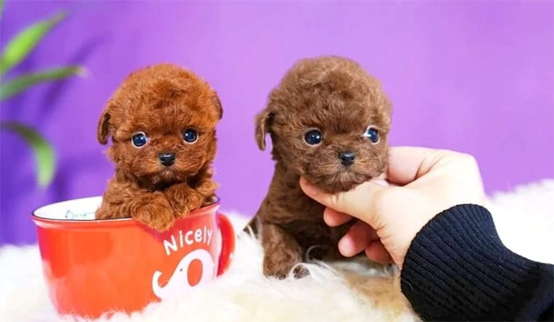 mua chó poodle teacup
