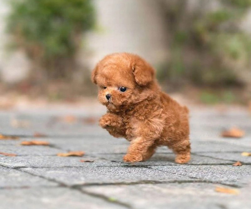 mua chó poodle teacup