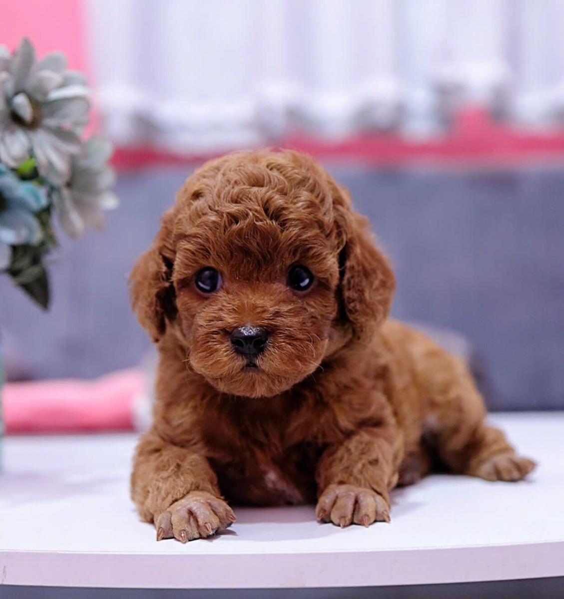 mua chó poodle teacup