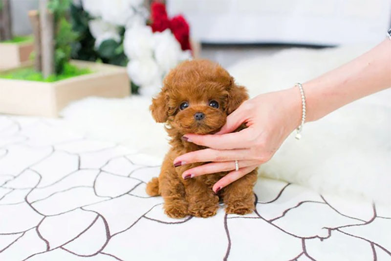 mua chó poodle teacup