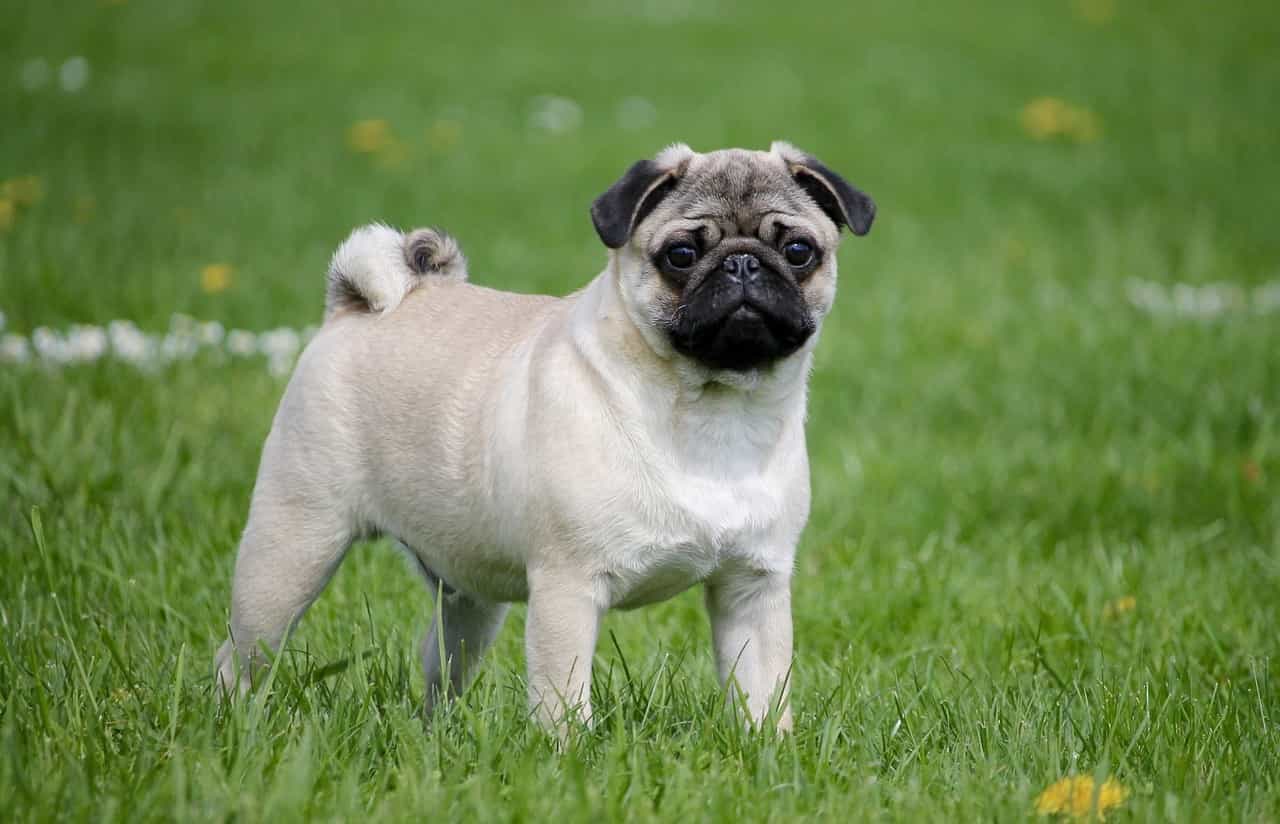 Có rất nhiều tin rao bán chó Pug trên các trang rao vặt