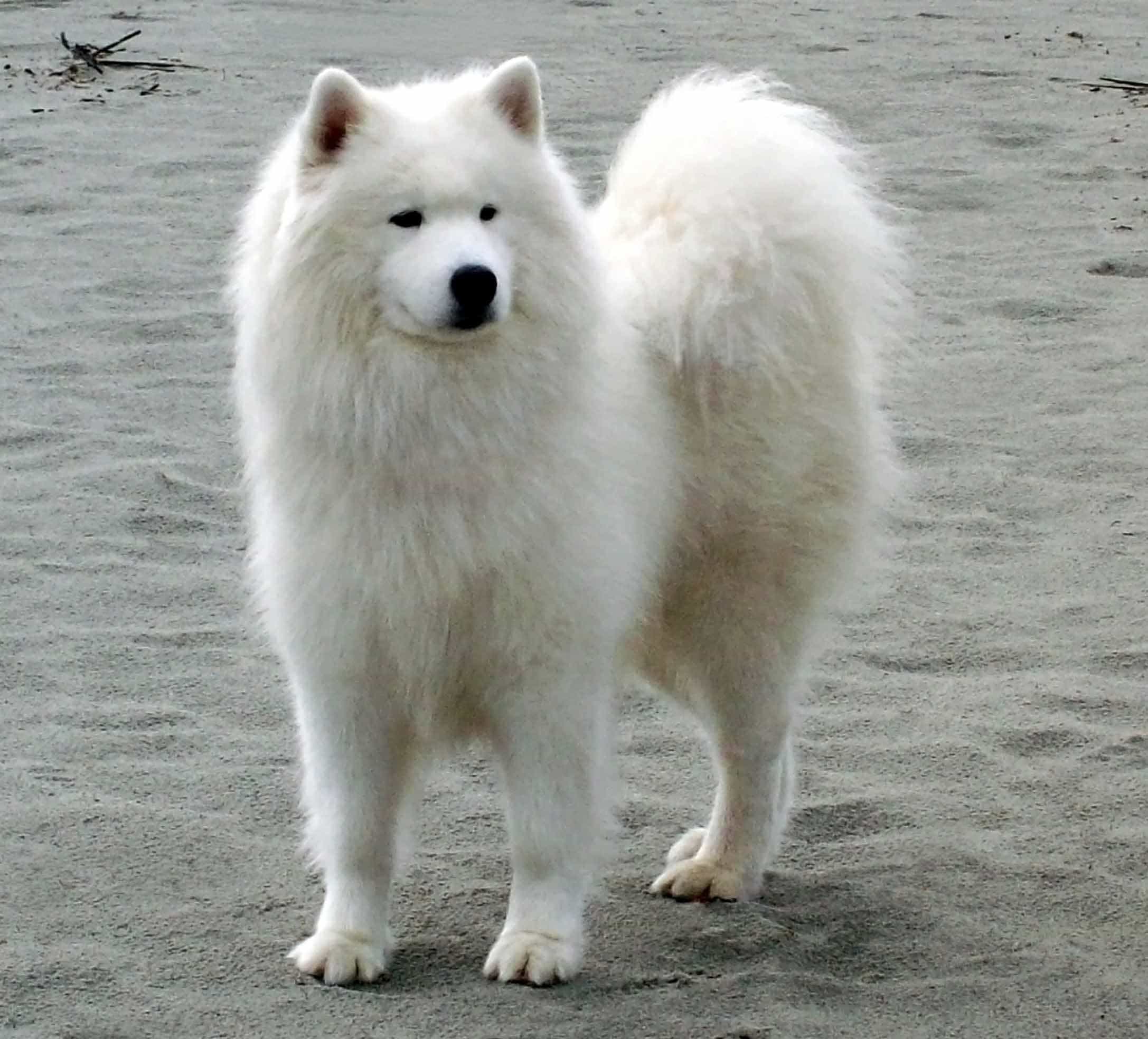 bán chó samoyed tại hà nội