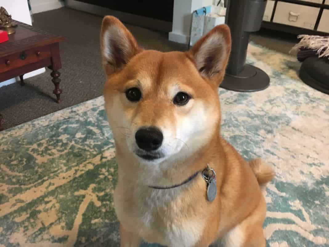 mua shiba inu