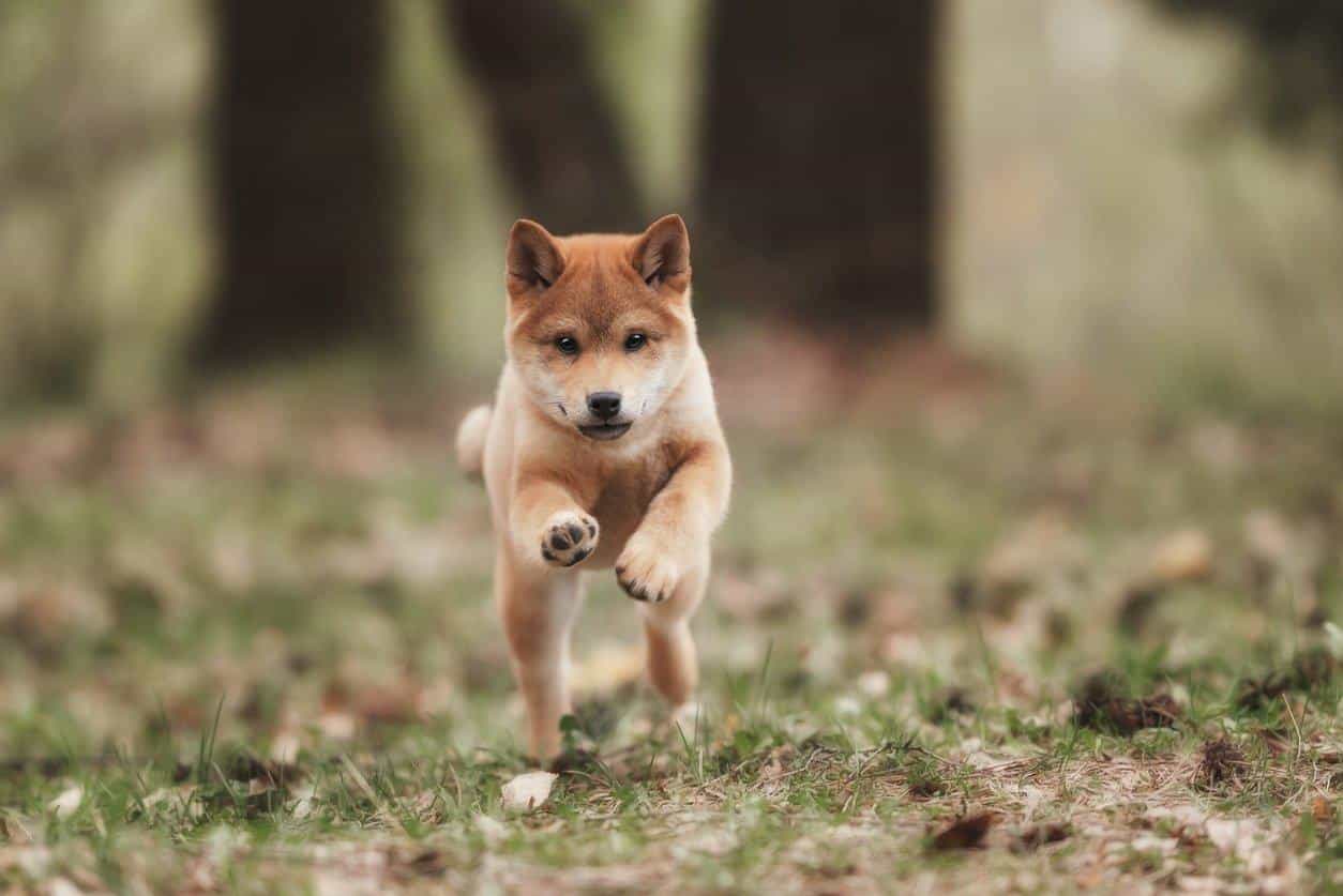 chó shiba bán hàng
