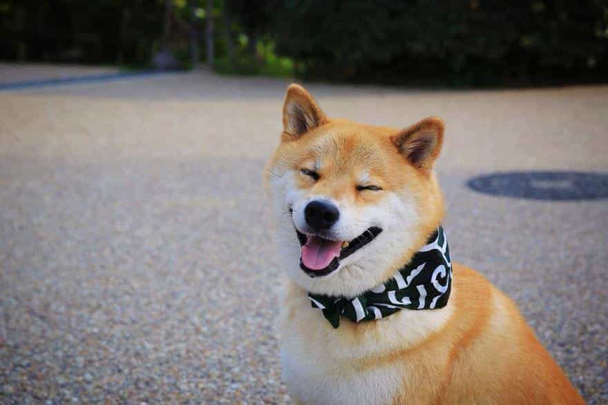 mua chó shiba inu
