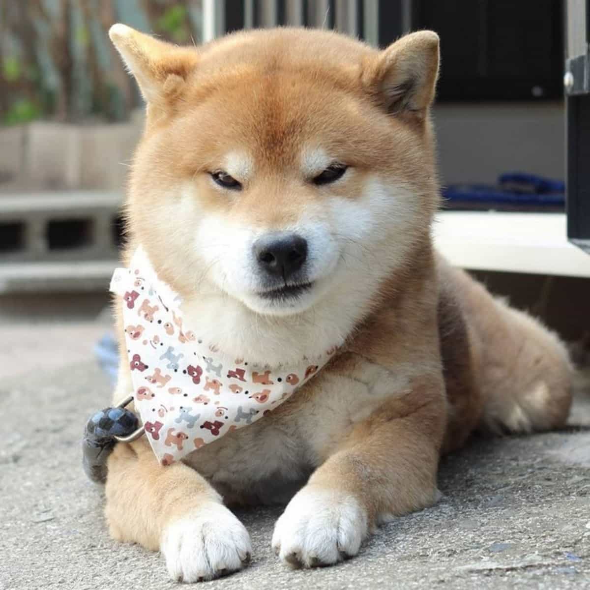 mua cho shiba