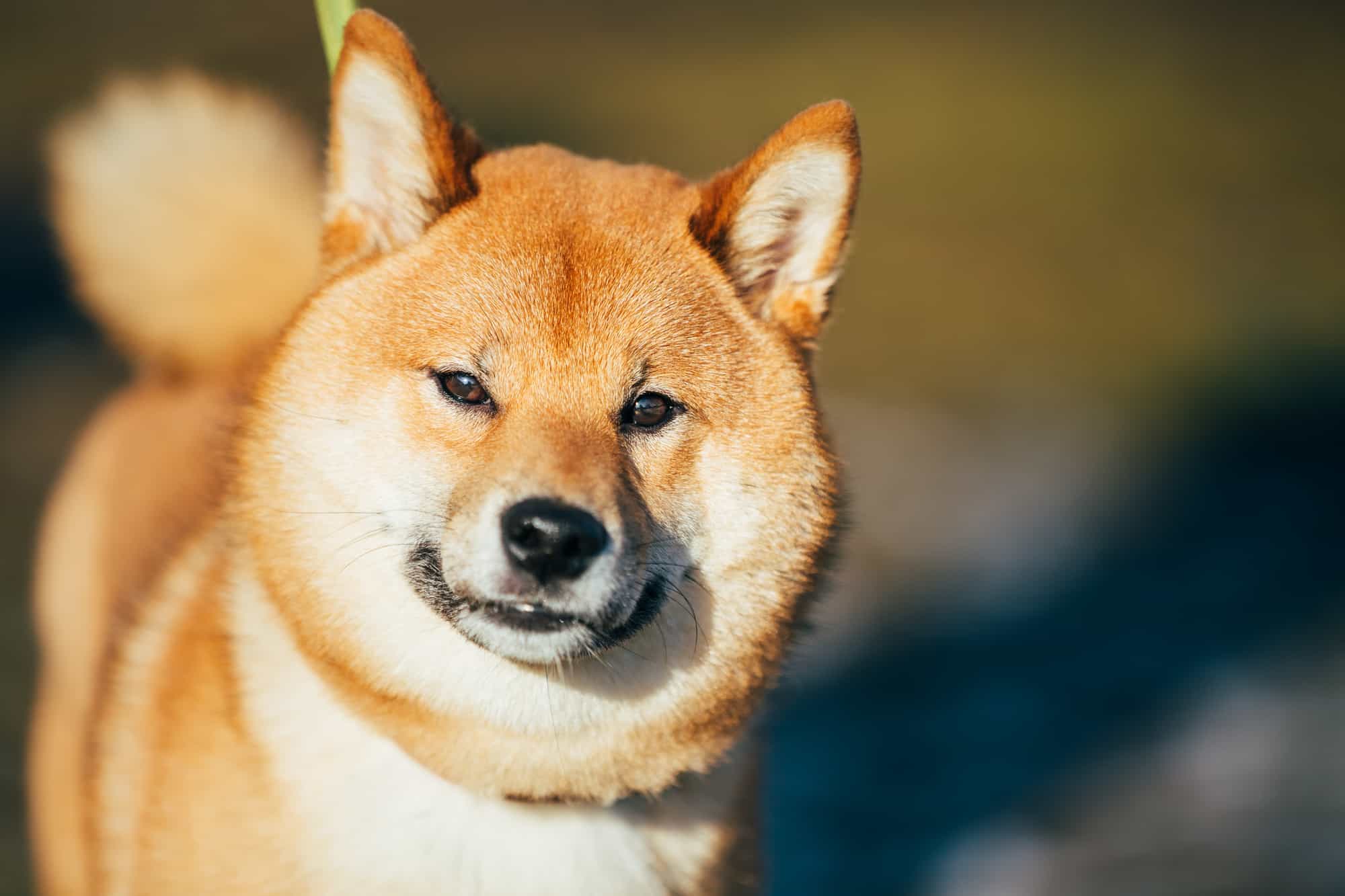 mua chó shiba ở đâu