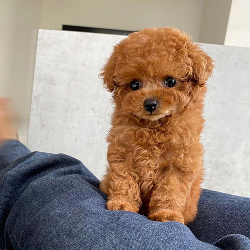 mua chó toy poodle