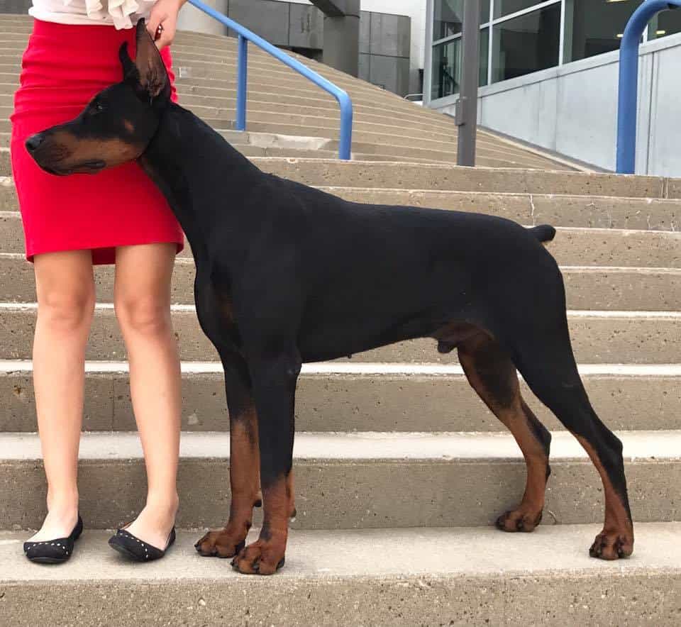 Mua Doberman nhập khẩu cùng Siêu Pet