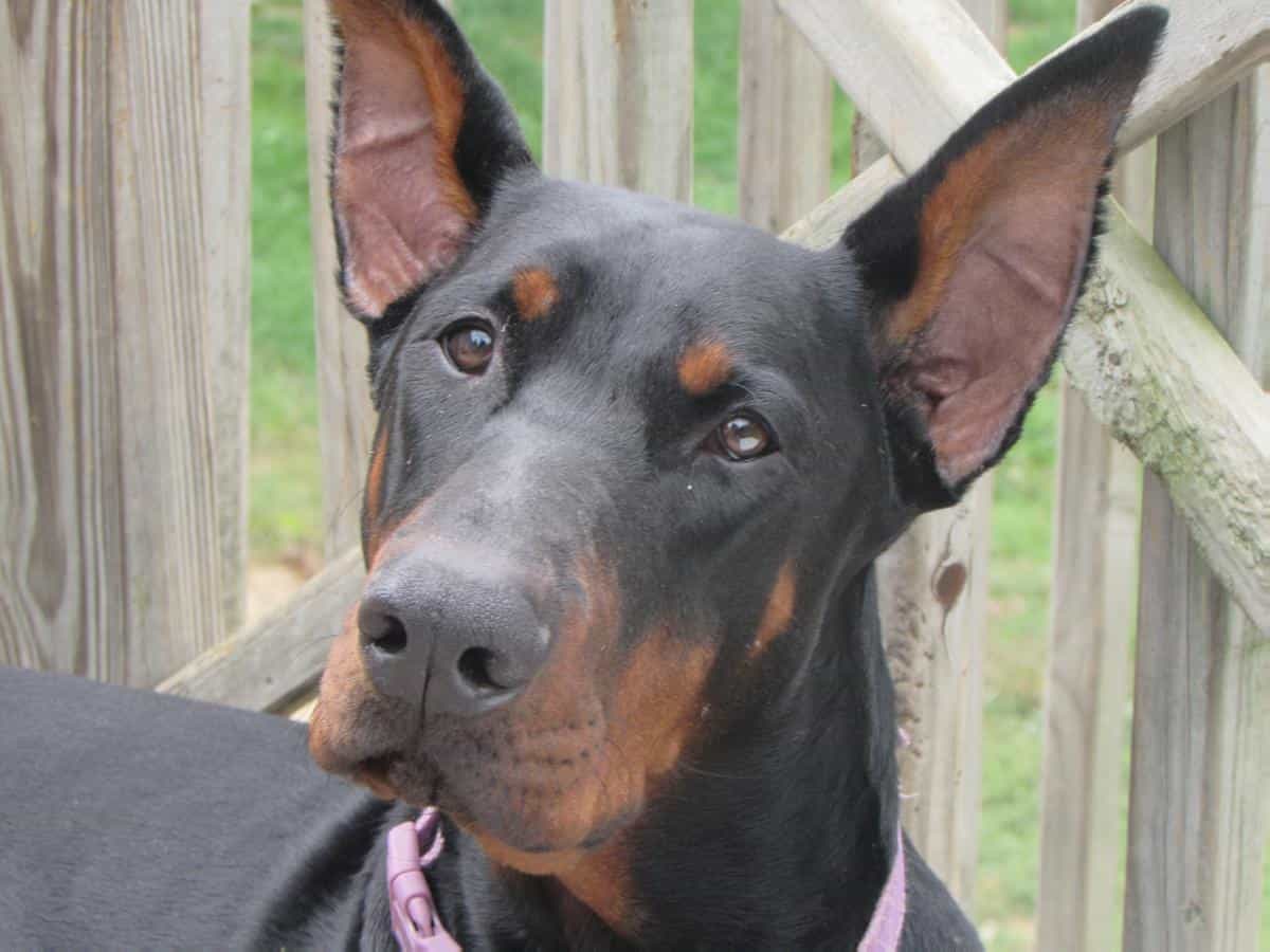 Có thể mua Doberman trên web