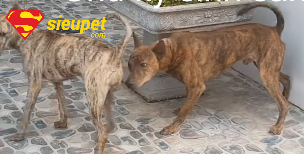 Mùa giao phối của chó Phú Quốc với hình ảnh chó đực và cái