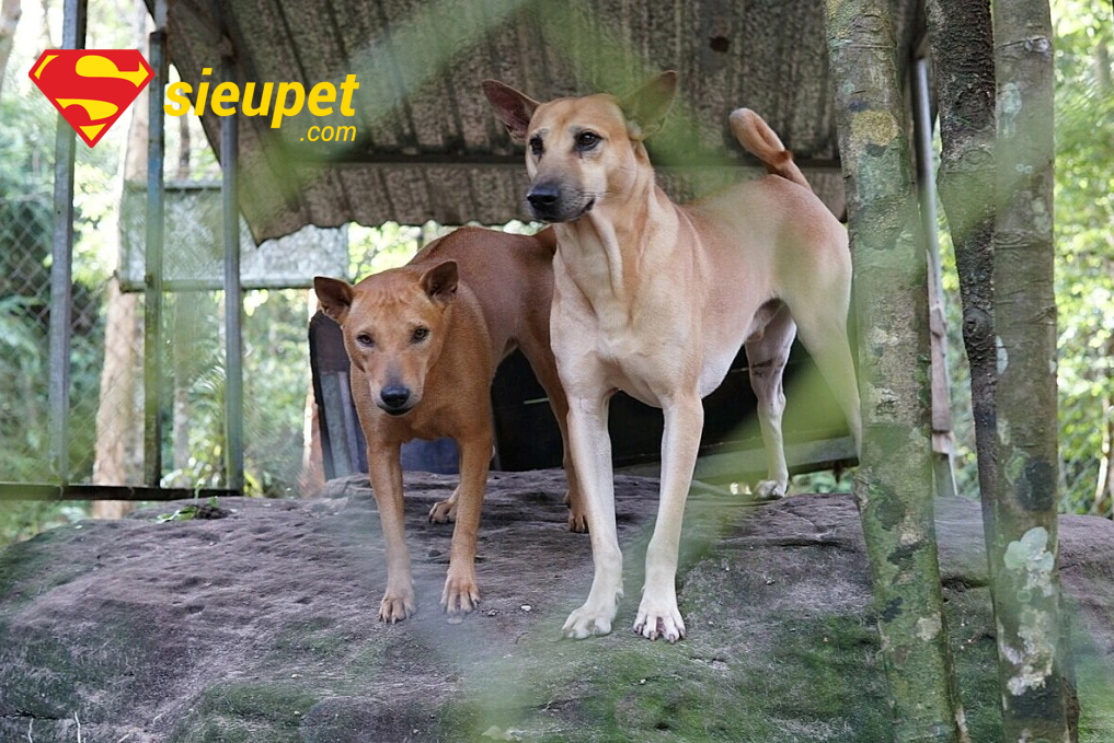 Tần suất giao phối của chó Phú Quốc trong một năm