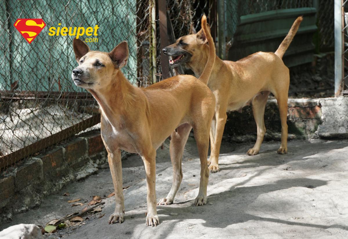 Quy trình giao phối của chó Phú Quốc cần được giám sát