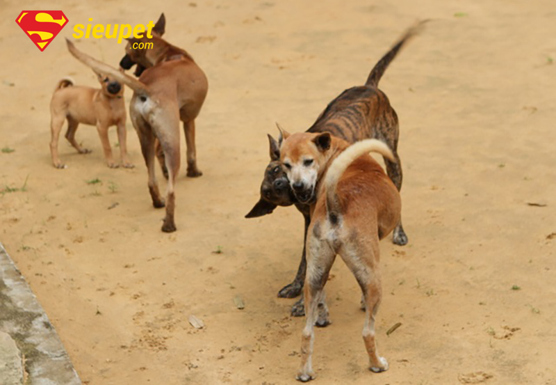 Những lưu ý quan trọng trong mùa giao phối của chó Phú Quốc