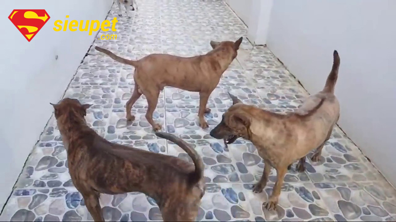 Giải đáp thắc mắc về mùa giao phối của chó Phú Quốc