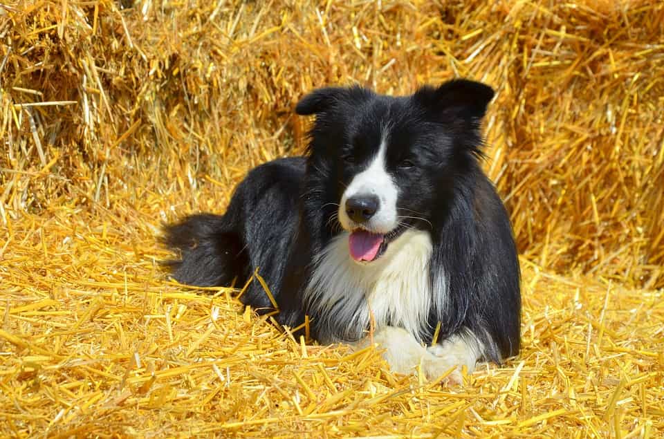 Border Collie có ngoại hình khá giống với 2 loài còn lại