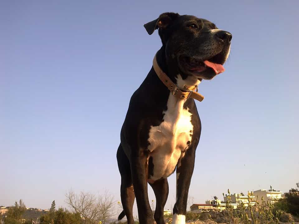 Bạn có thể mua Pitbull tại chugiong, chotot