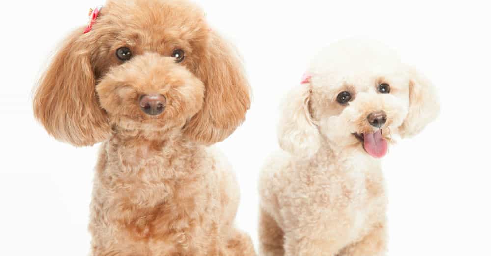 Mua Poodle tại SieuPet là hoàn toàn yên tâm