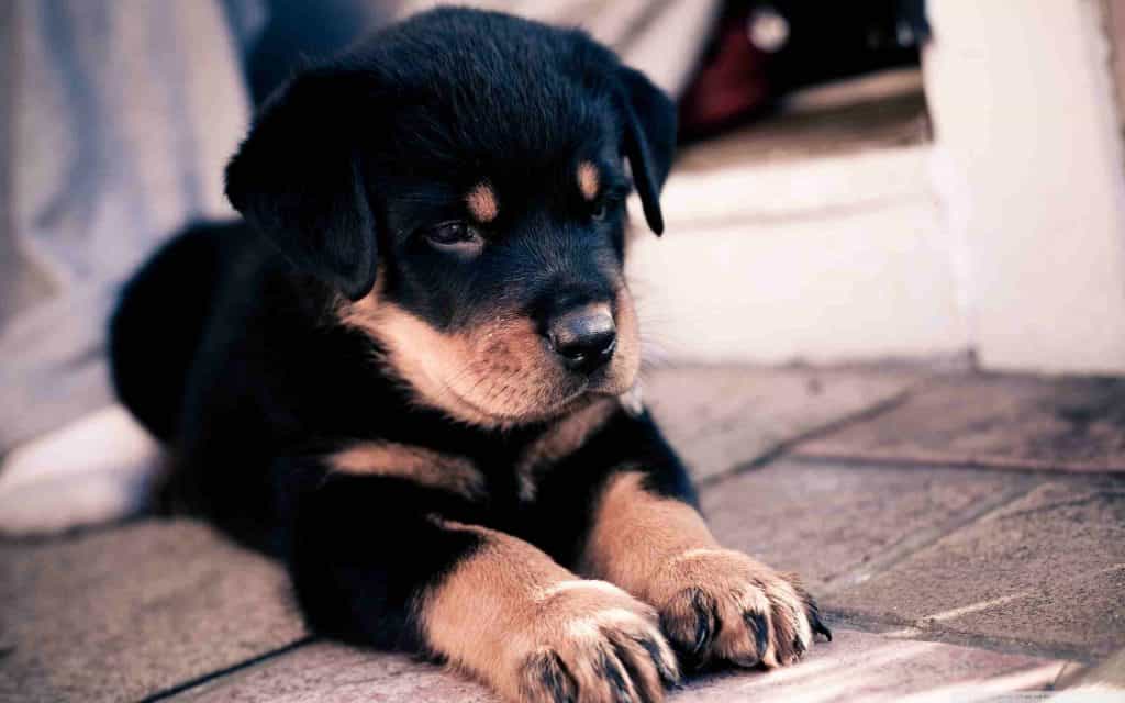 Tại sao nên chọn chó Rottweiler thuần chủng?