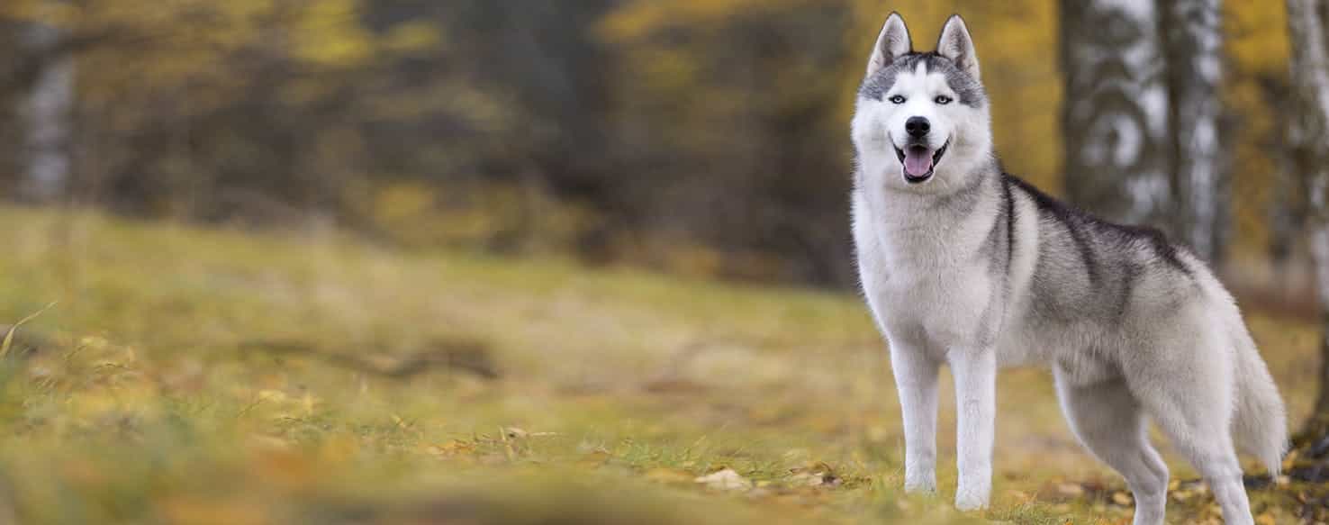 tạm hoãn nuôi Husky nếu nhà bạn quá nhỏ