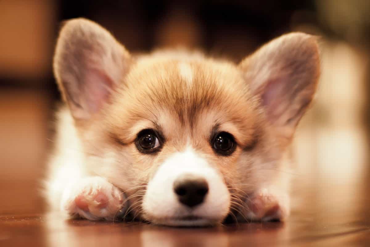 Một số lý do bạn không nên nuôi Corgi