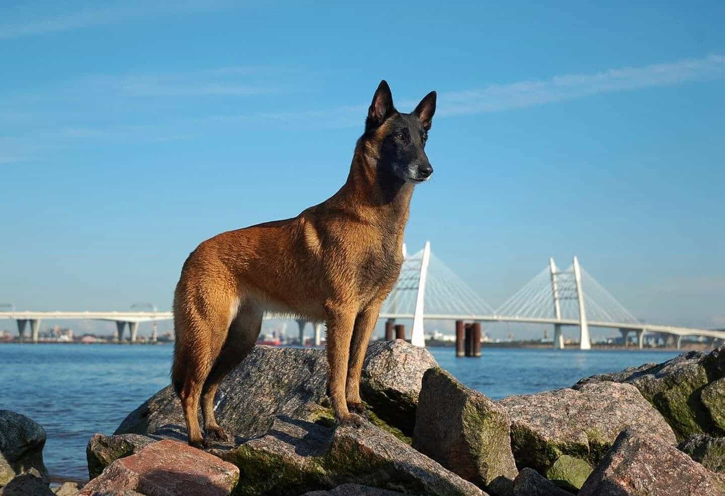 Chon Mua chó Malinois phù hợp với mục đích