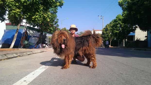 ngao tây tạng trưởng thành