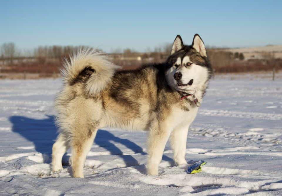 Chó Alaska Giant đã xuất hiện từ khá lâu
