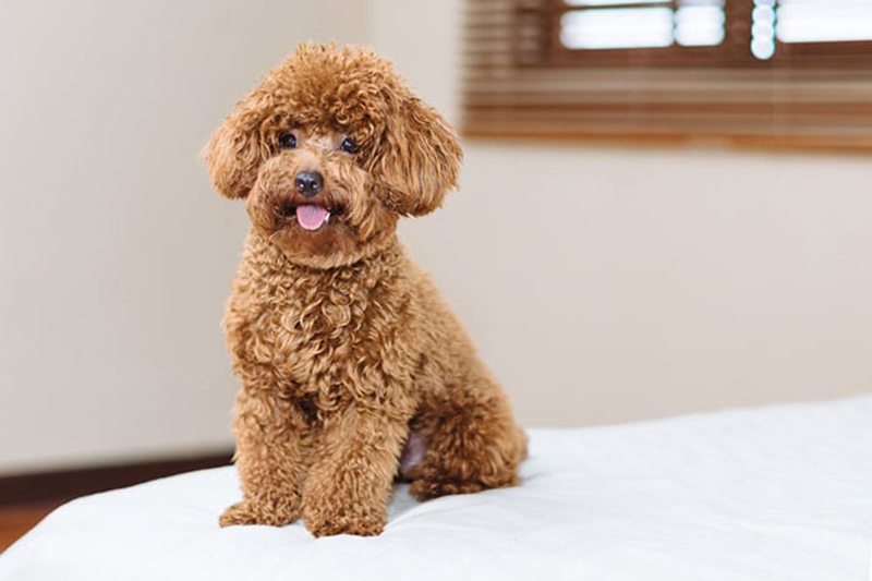 những điều cần biết khi nuôi chó poodle