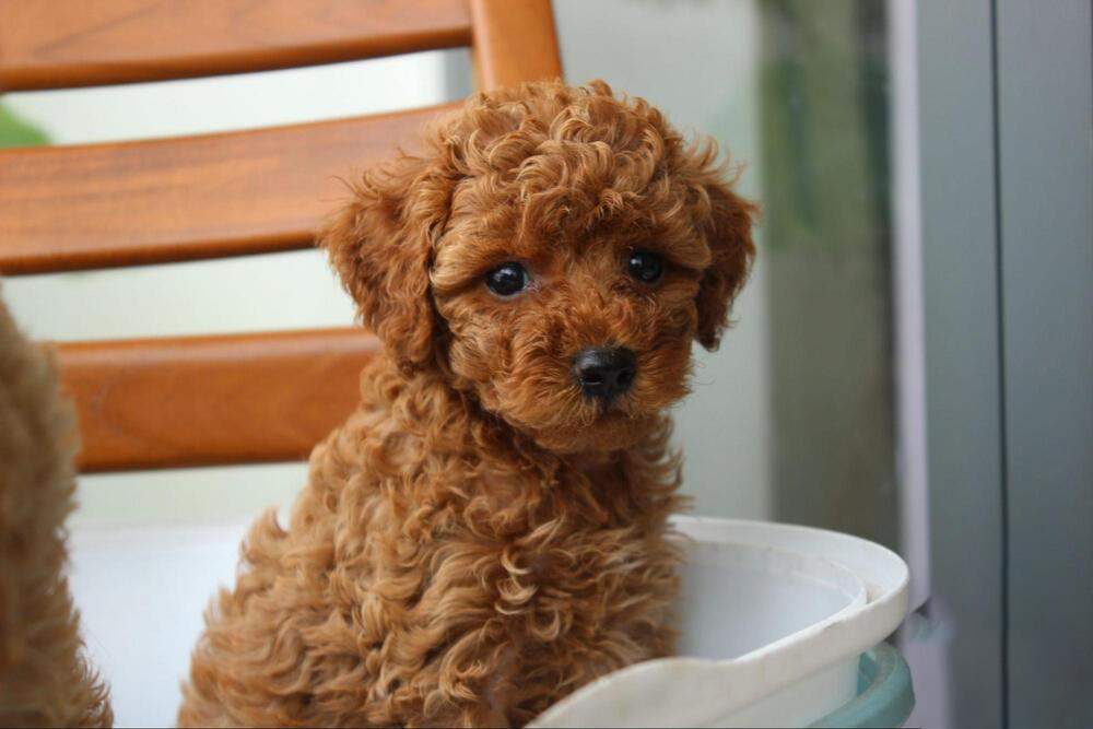 những điều cần biết khi nuôi chó poodle