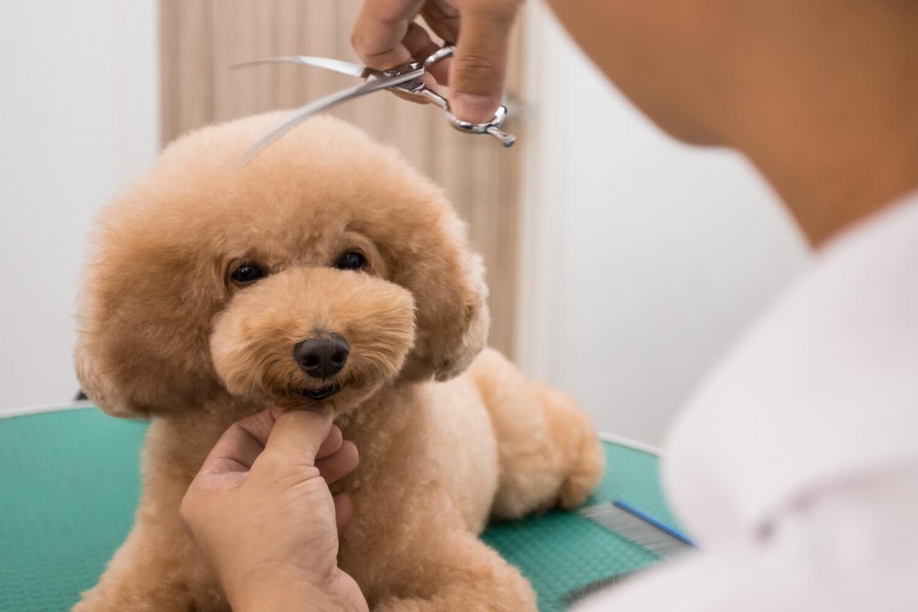 những điều cần biết khi nuôi chó poodle