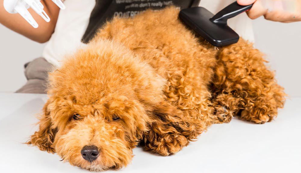 những điều cần biết khi nuôi chó poodle