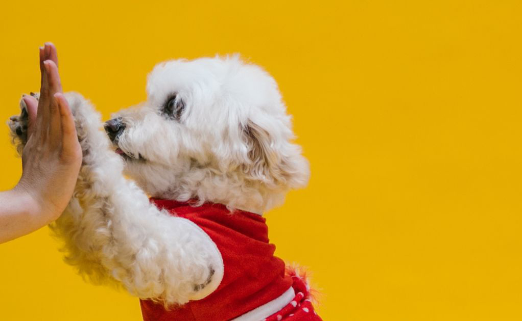 những điều cần biết khi nuôi chó poodle