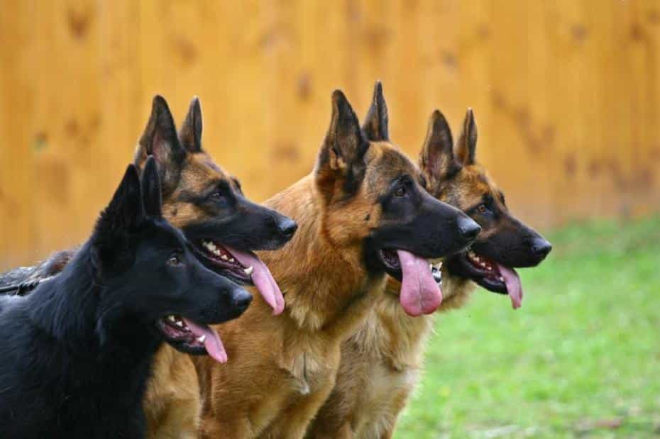 Nên thận trọng khi mua Becgie Đức