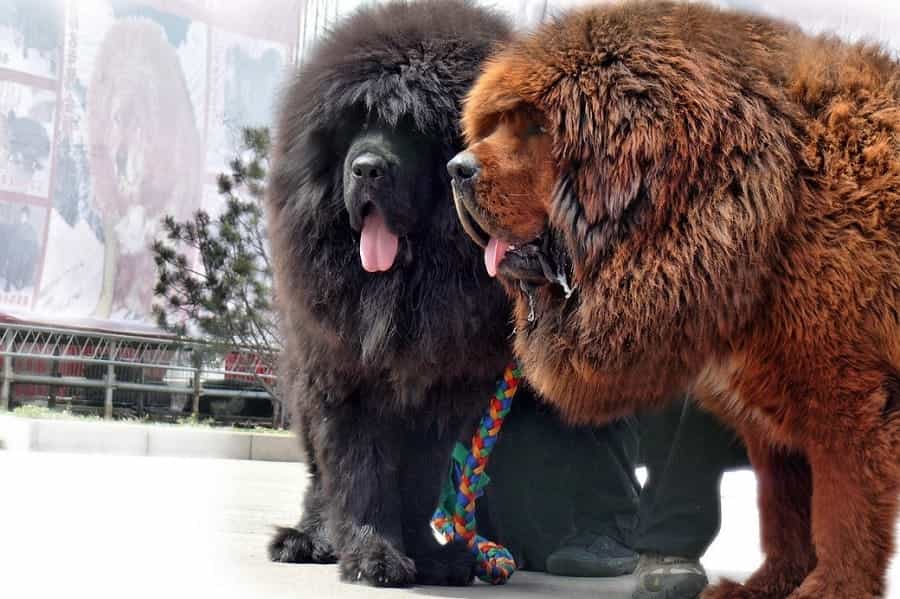 Hai chú chó Ngao Tây Tạng tuyệt đẹp