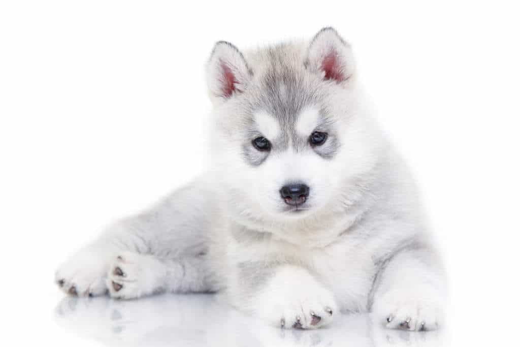 Chó Husky con có giá như cập nhật bên trên