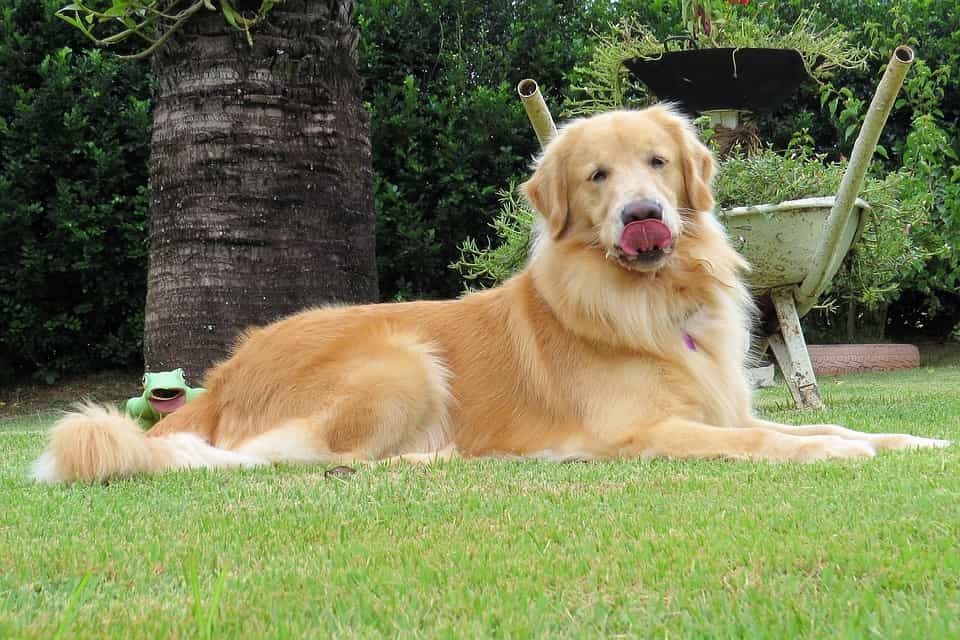 Chó Golden lè lưỡi nằm trên bãi cỏ xanh
