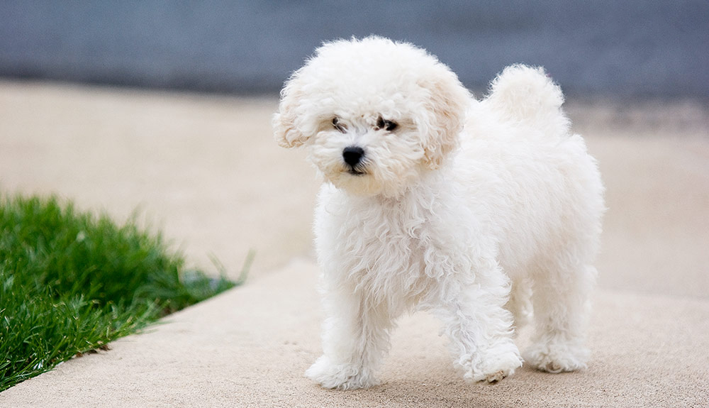 nuôi chó poodle có dễ không