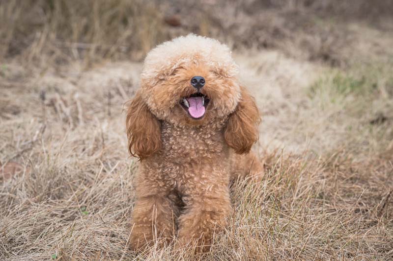 nuôi chó poodle có dễ không