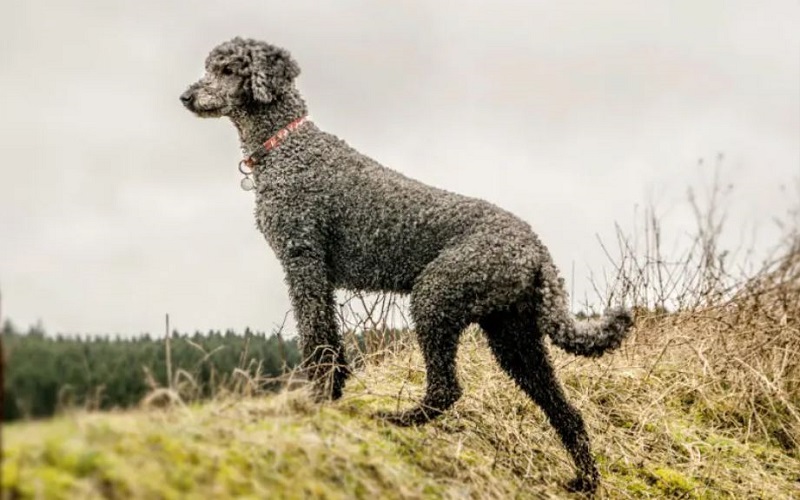 nuôi chó poodle có dễ không