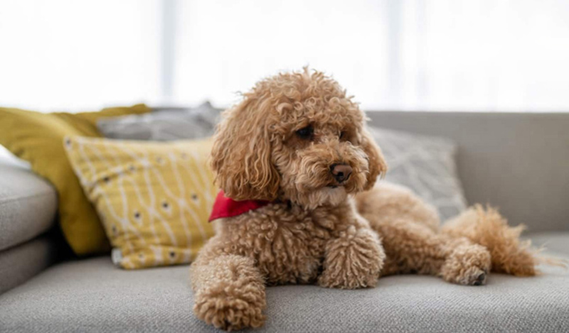 nuôi chó poodle có dễ không