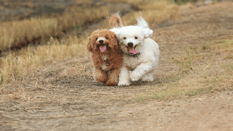 nuôi chó poodle có dễ không