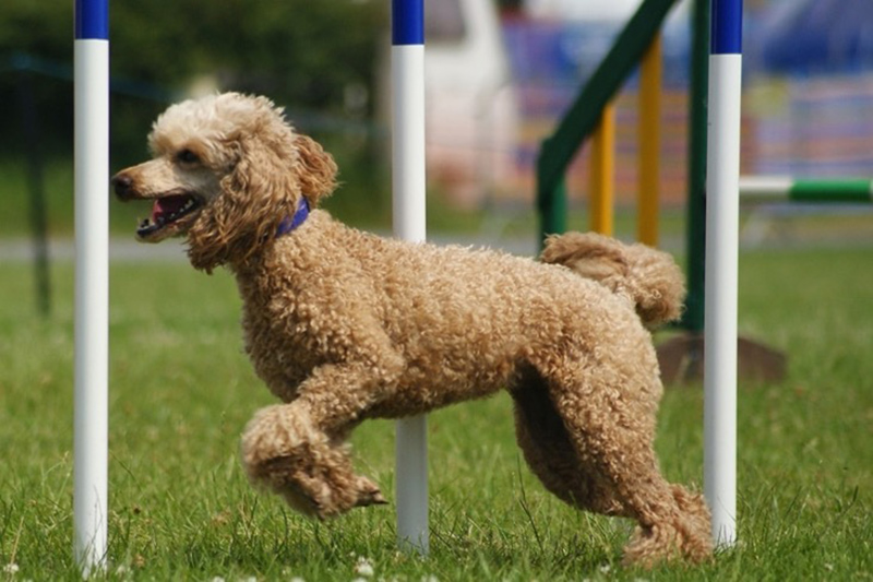 nuôi chó poodle có dễ không