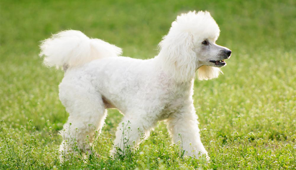 nuôi chó poodle có tốn kém không
