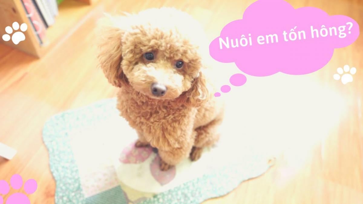 nuôi chó poodle có tốn kém không