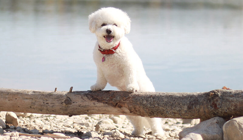 nuôi chó poodle có tốn kém không