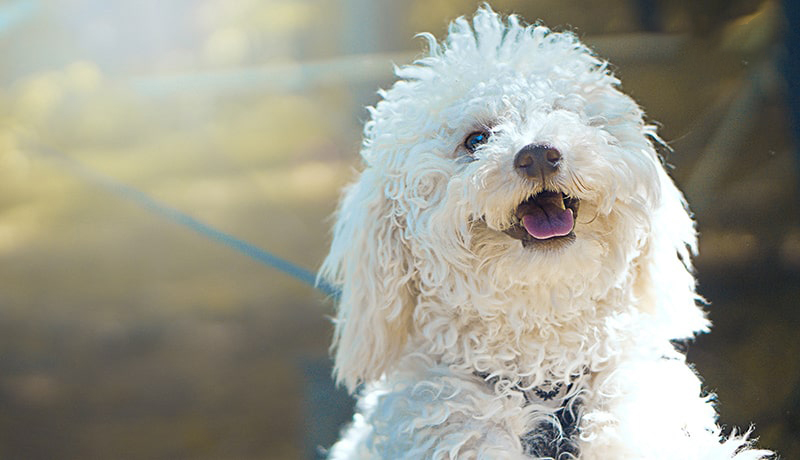 nuôi chó poodle có tốn kém không