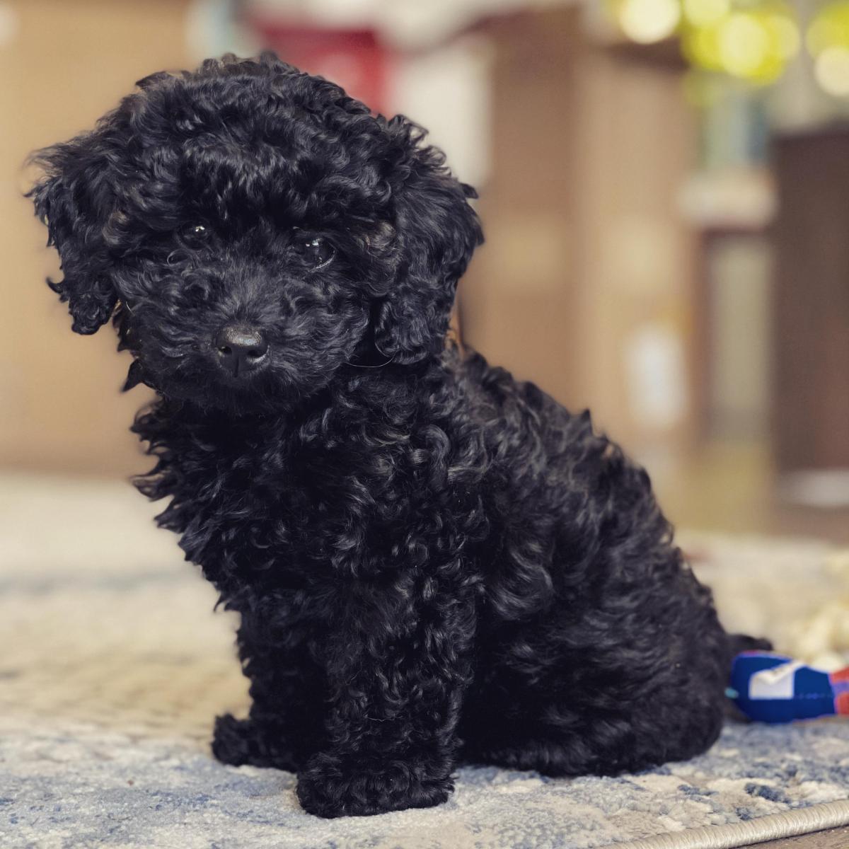 nuôi chó poodle có tốn kém không